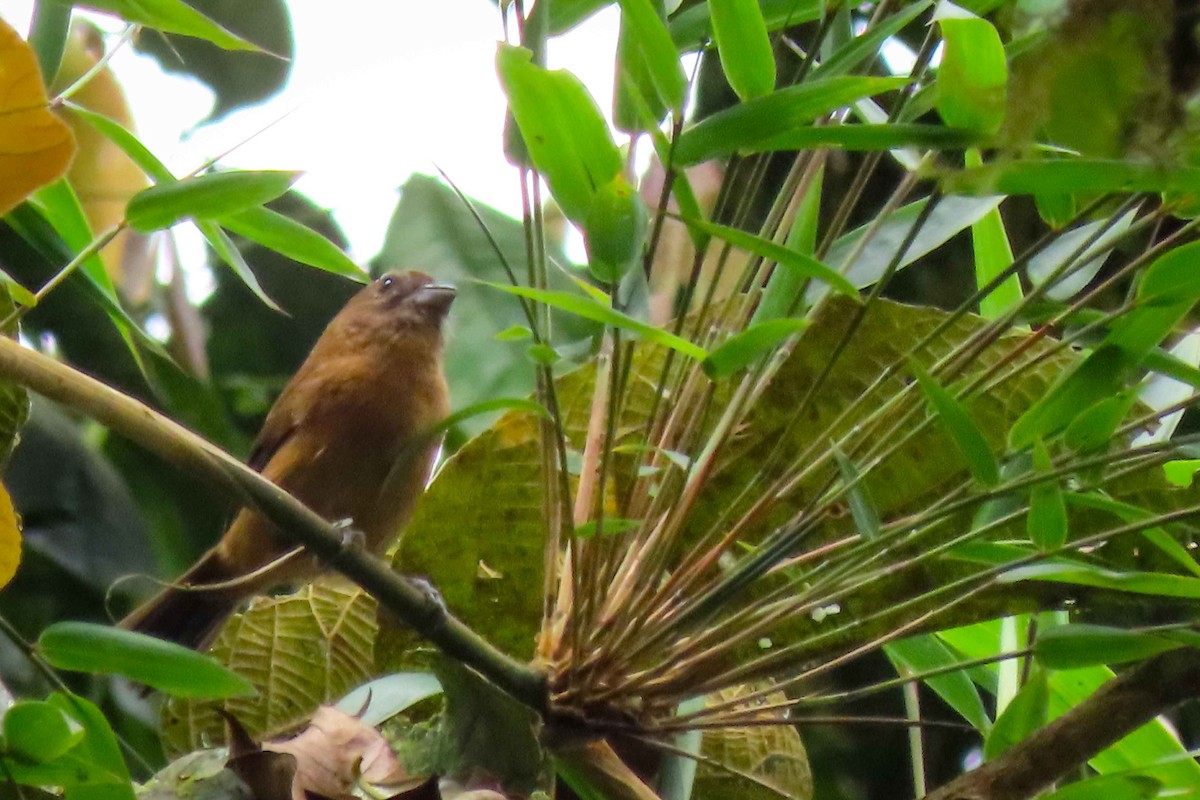 Ecuadorian Seedeater - ML613169637