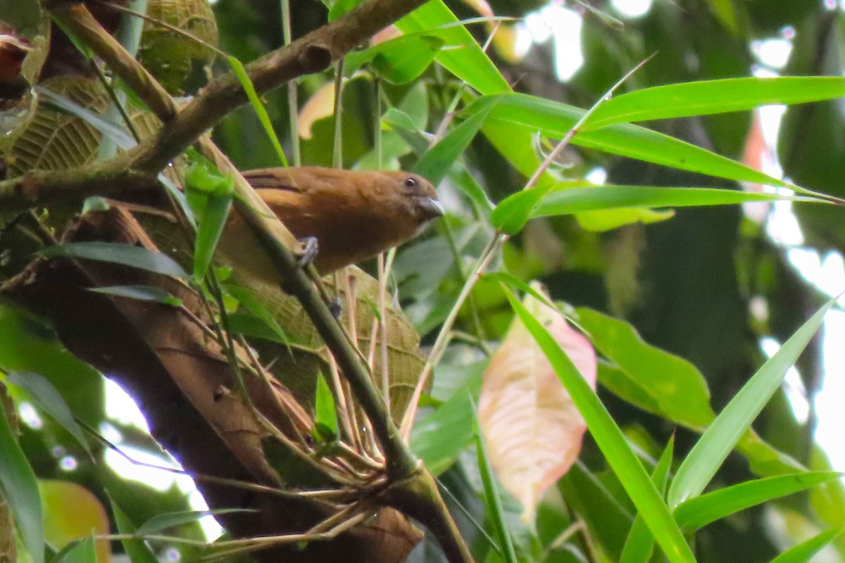 Ecuadorian Seedeater - ML613169639