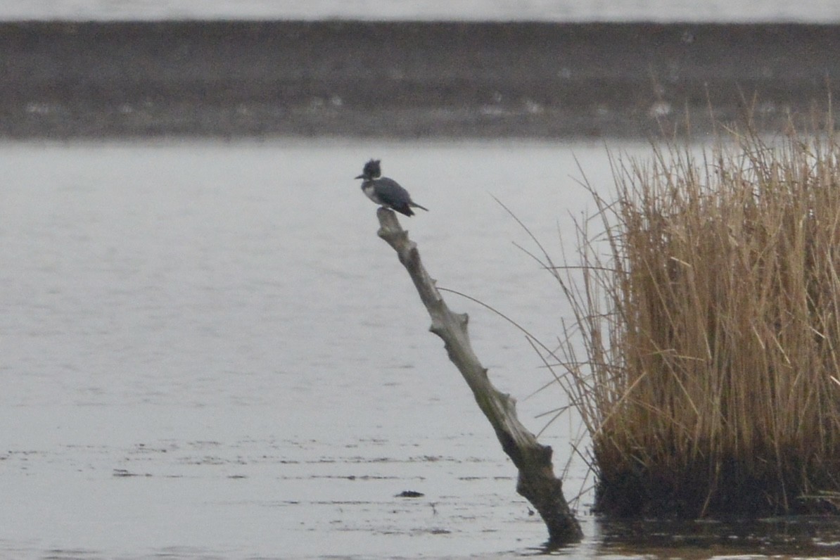Belted Kingfisher - ML613169669