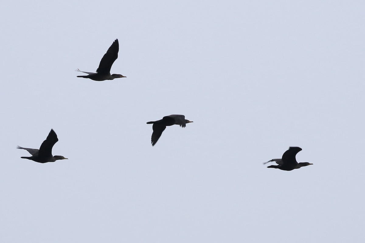 Double-crested Cormorant - Roger Woodruff