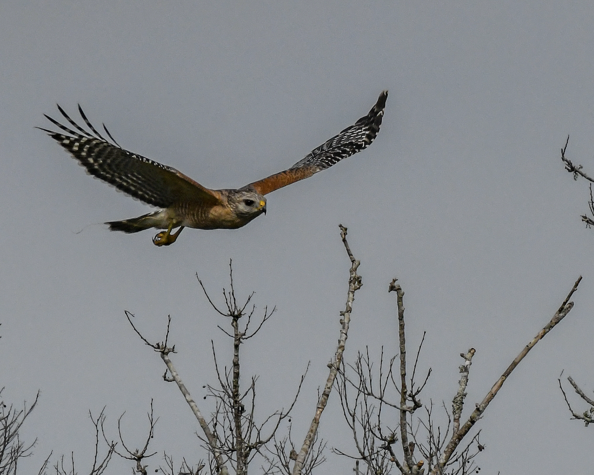 Red-shouldered Hawk - ML613169688