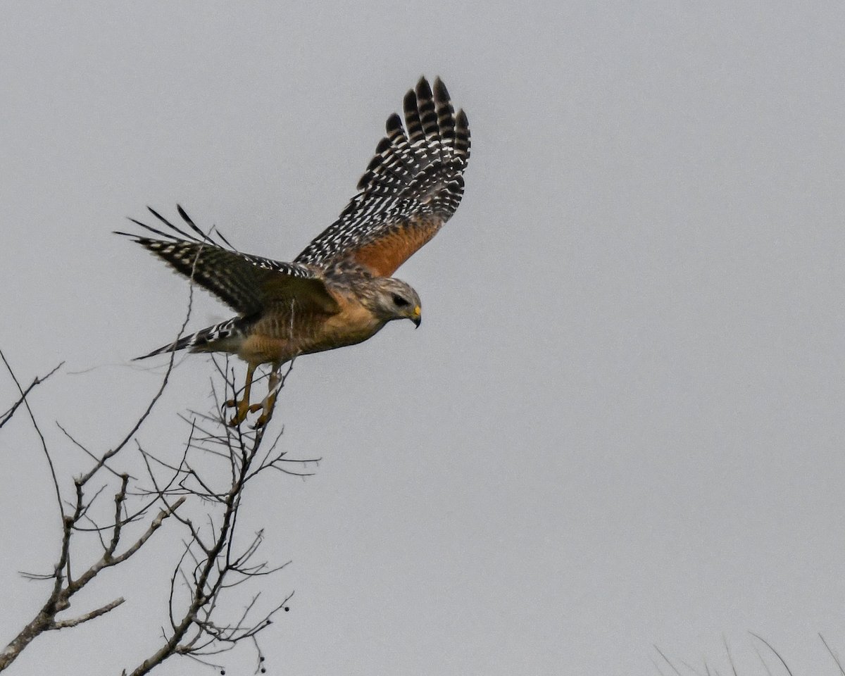 Red-shouldered Hawk - ML613169689