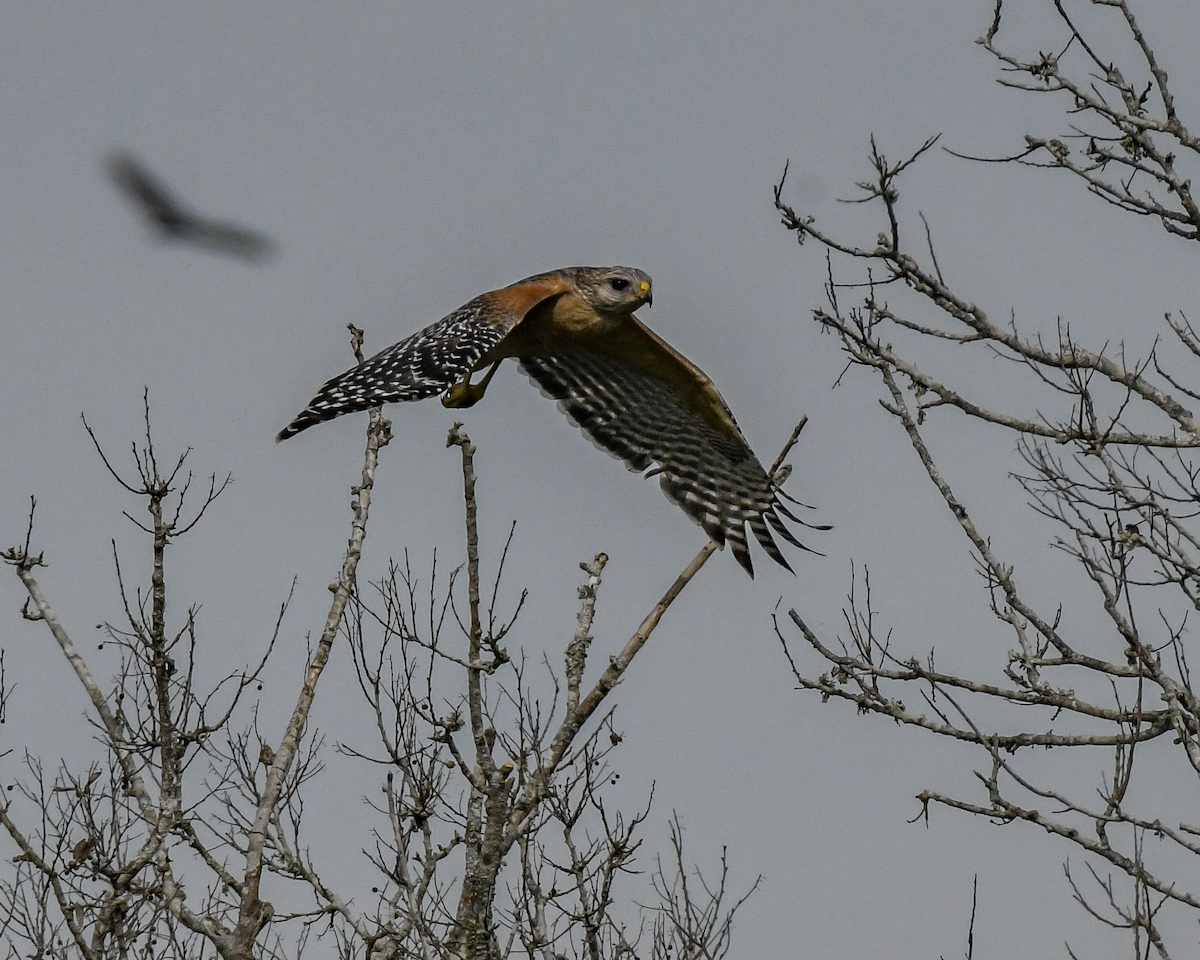 Red-shouldered Hawk - ML613169690