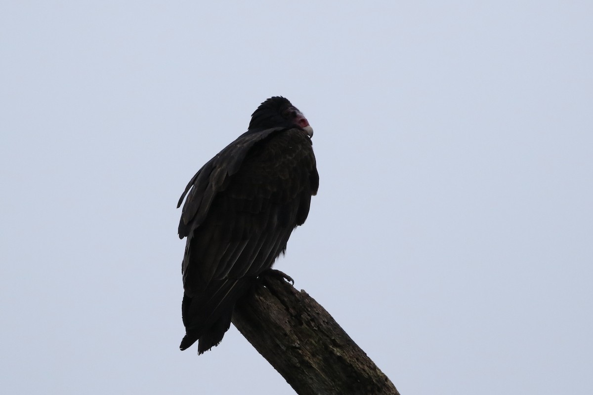 Turkey Vulture - Roger Woodruff