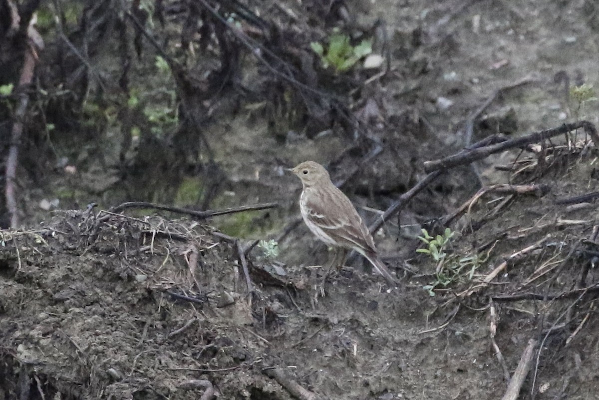 American Pipit - Roger Woodruff