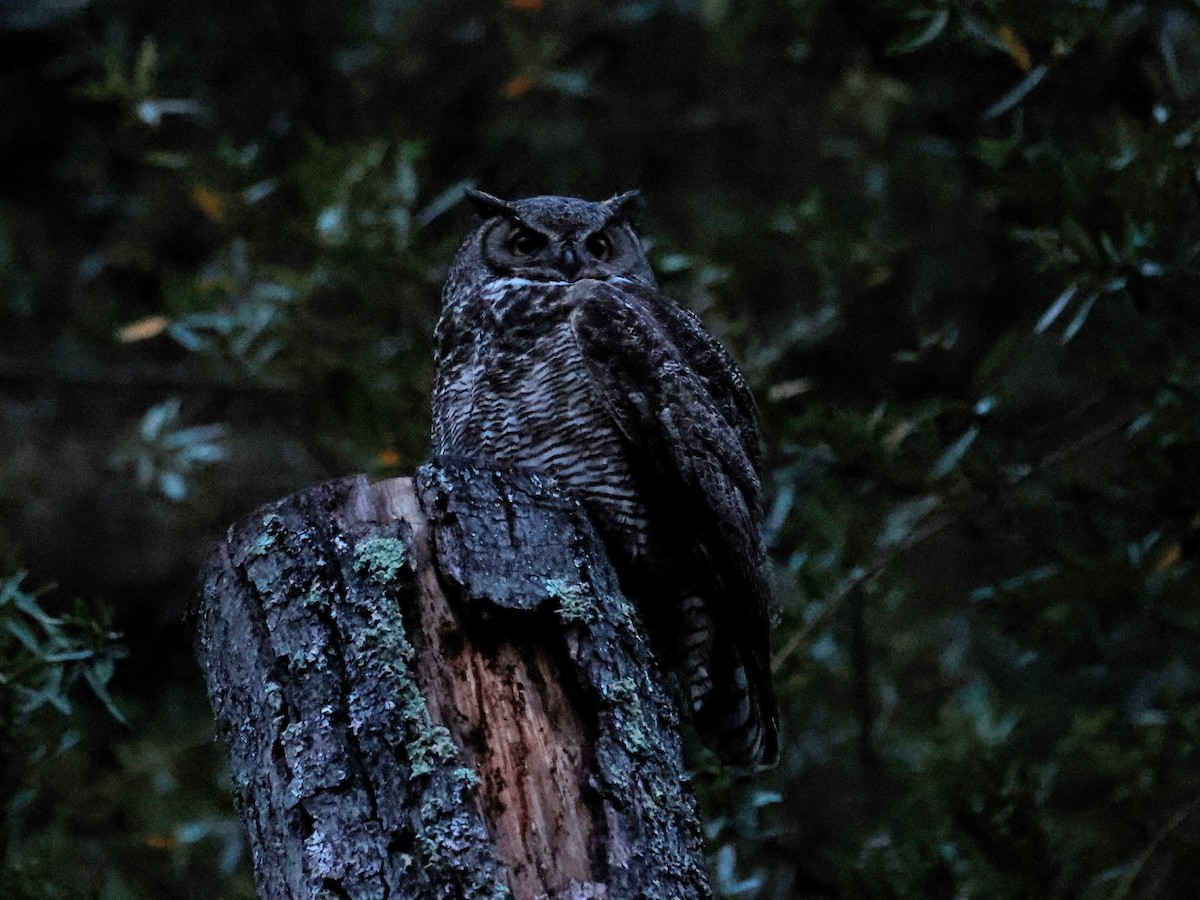 Great Horned Owl - ML613169786