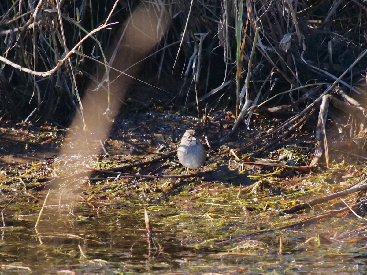 Swamp Sparrow - ML613169845