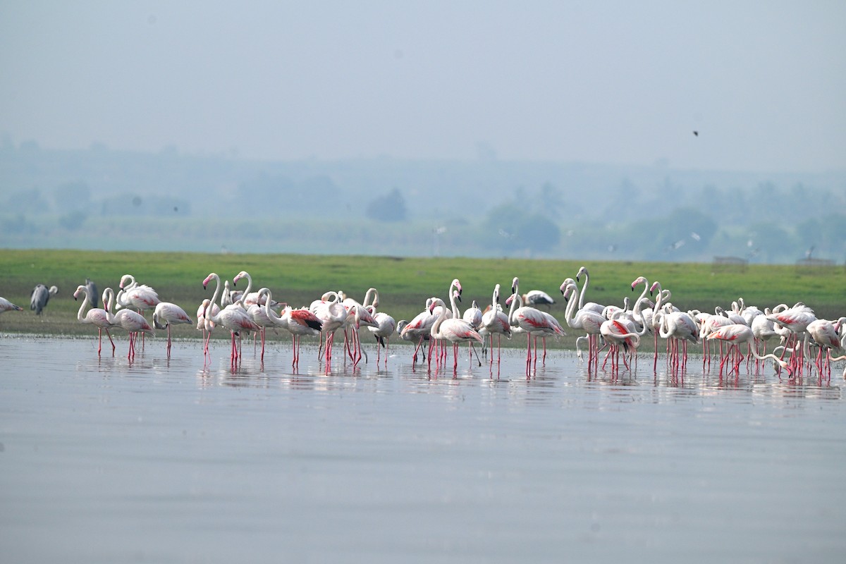 Greater Flamingo - VIDULA KULKARNI