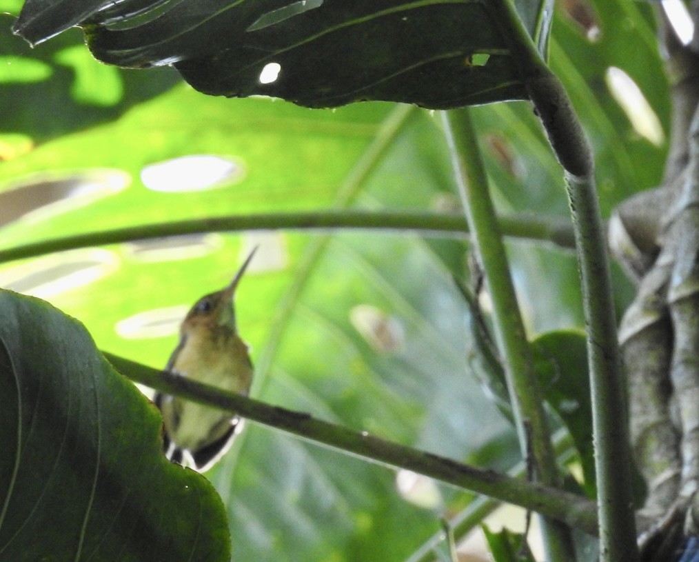 Long-billed Gnatwren - ML613169920