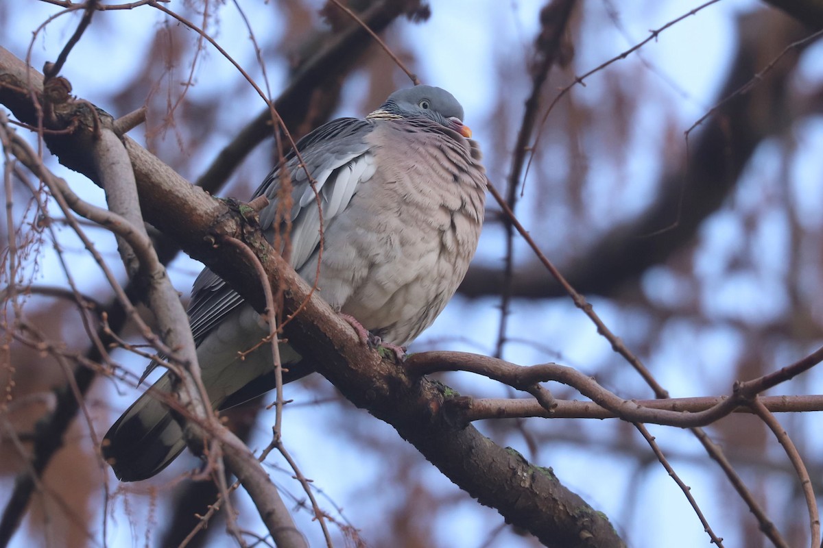 Common Wood-Pigeon - ML613169924