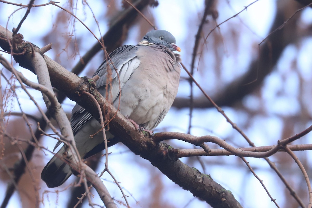 Common Wood-Pigeon - ML613169925