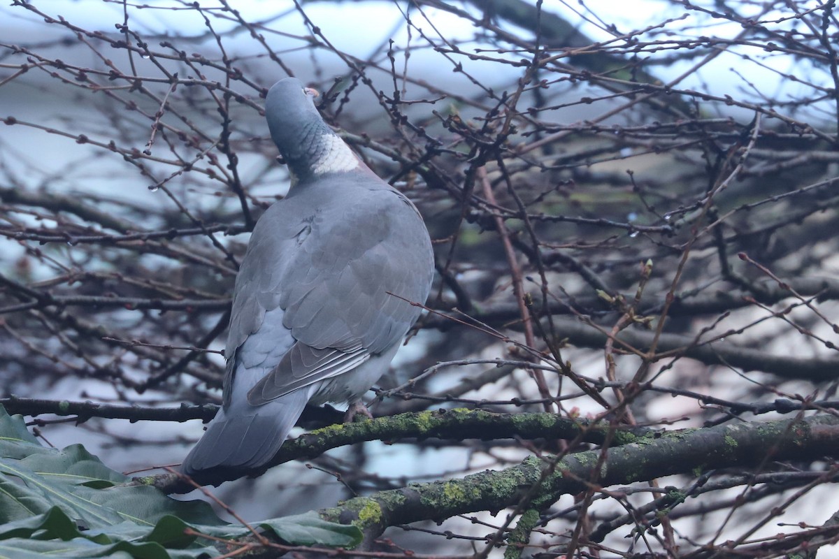 Common Wood-Pigeon - ML613169926