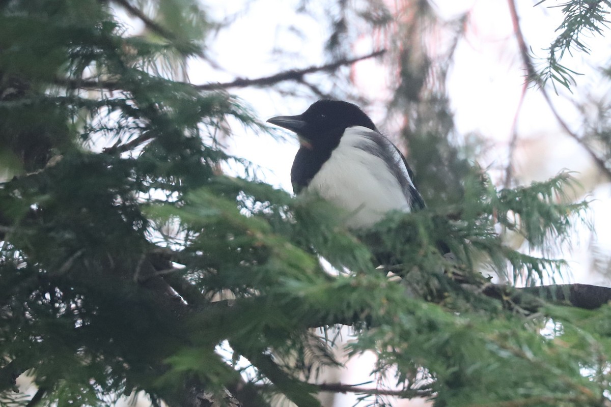 Eurasian Magpie - William Hull