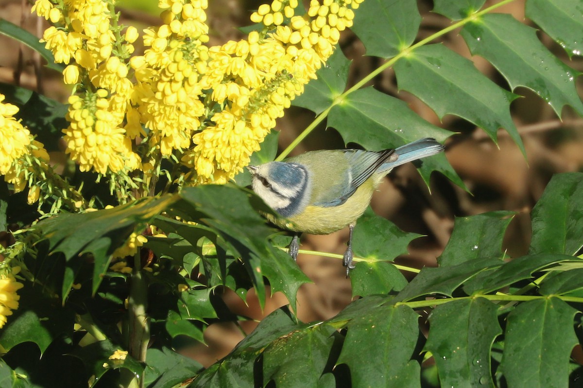 Eurasian Blue Tit - ML613169964