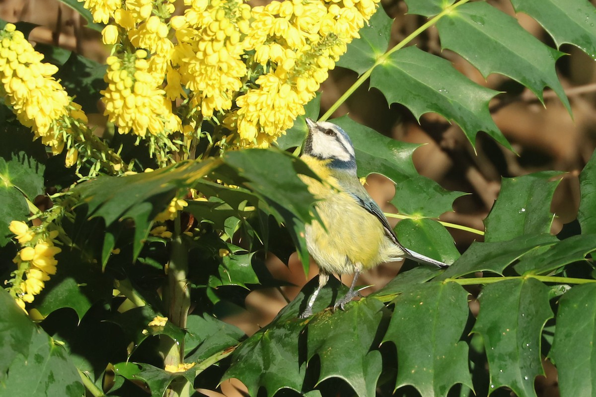 Eurasian Blue Tit - ML613169966