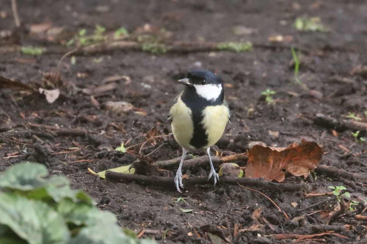 Great Tit - ML613169972