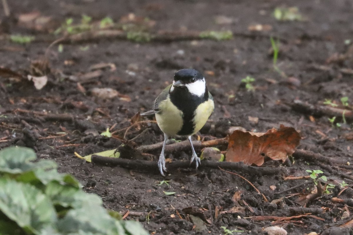 Great Tit - ML613169974