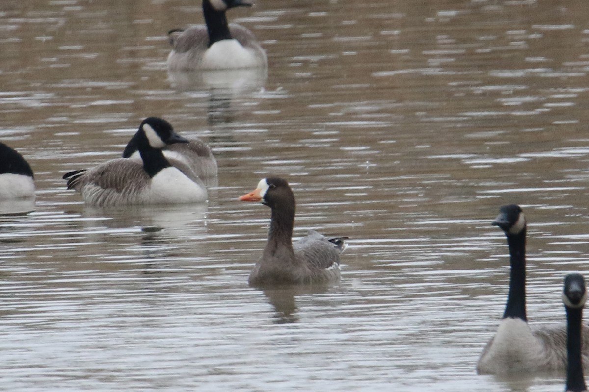 Greater White-fronted Goose - ML613169994