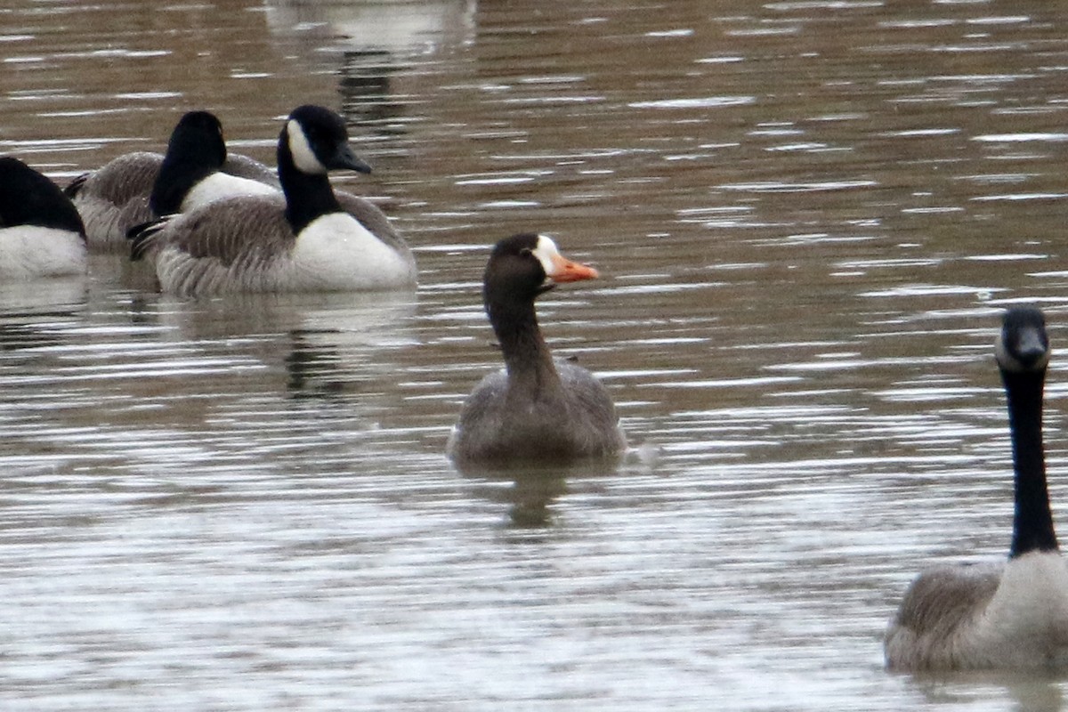 Greater White-fronted Goose - ML613169995