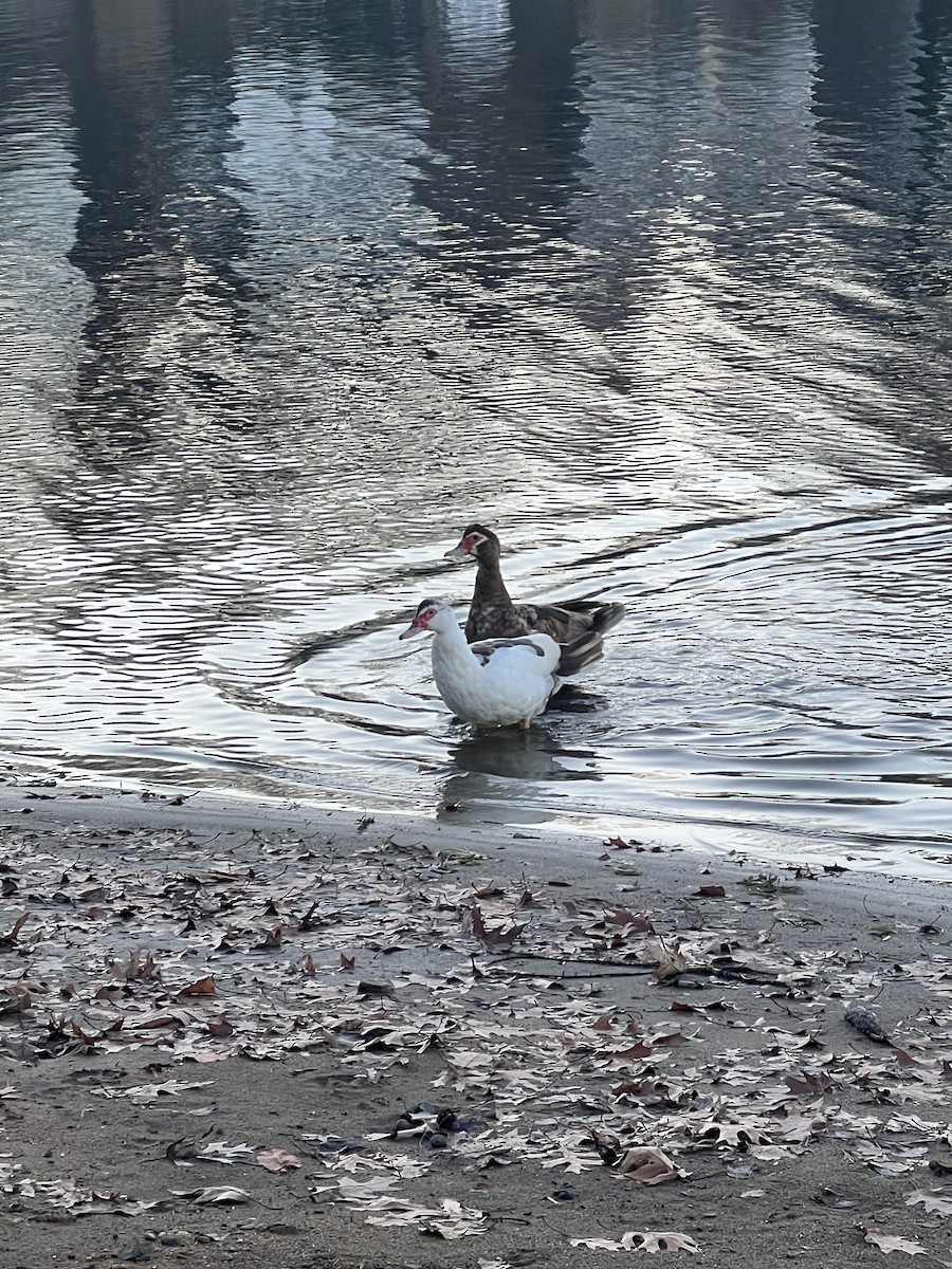 Muscovy Duck (Domestic type) - ML613170001