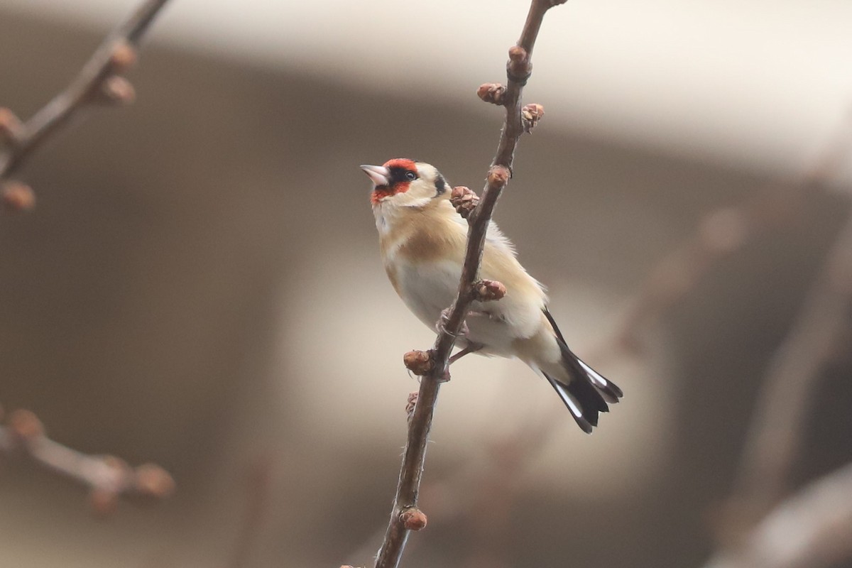 European Goldfinch - ML613170030