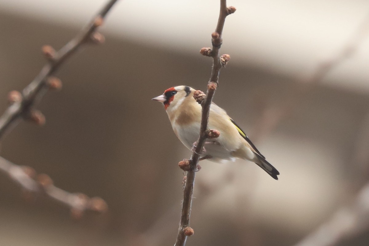 European Goldfinch - ML613170031