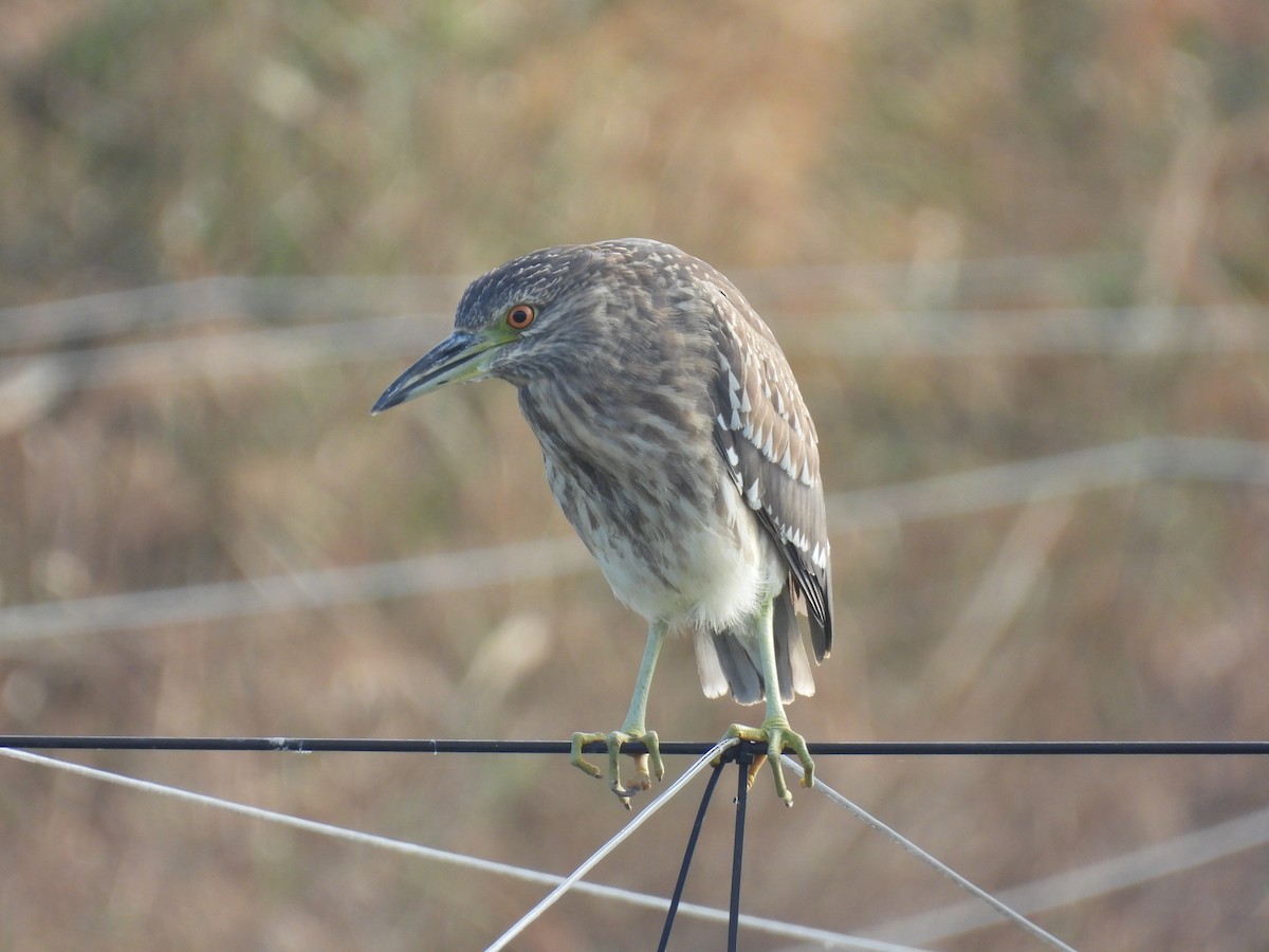 Black-crowned Night Heron - ML613170048