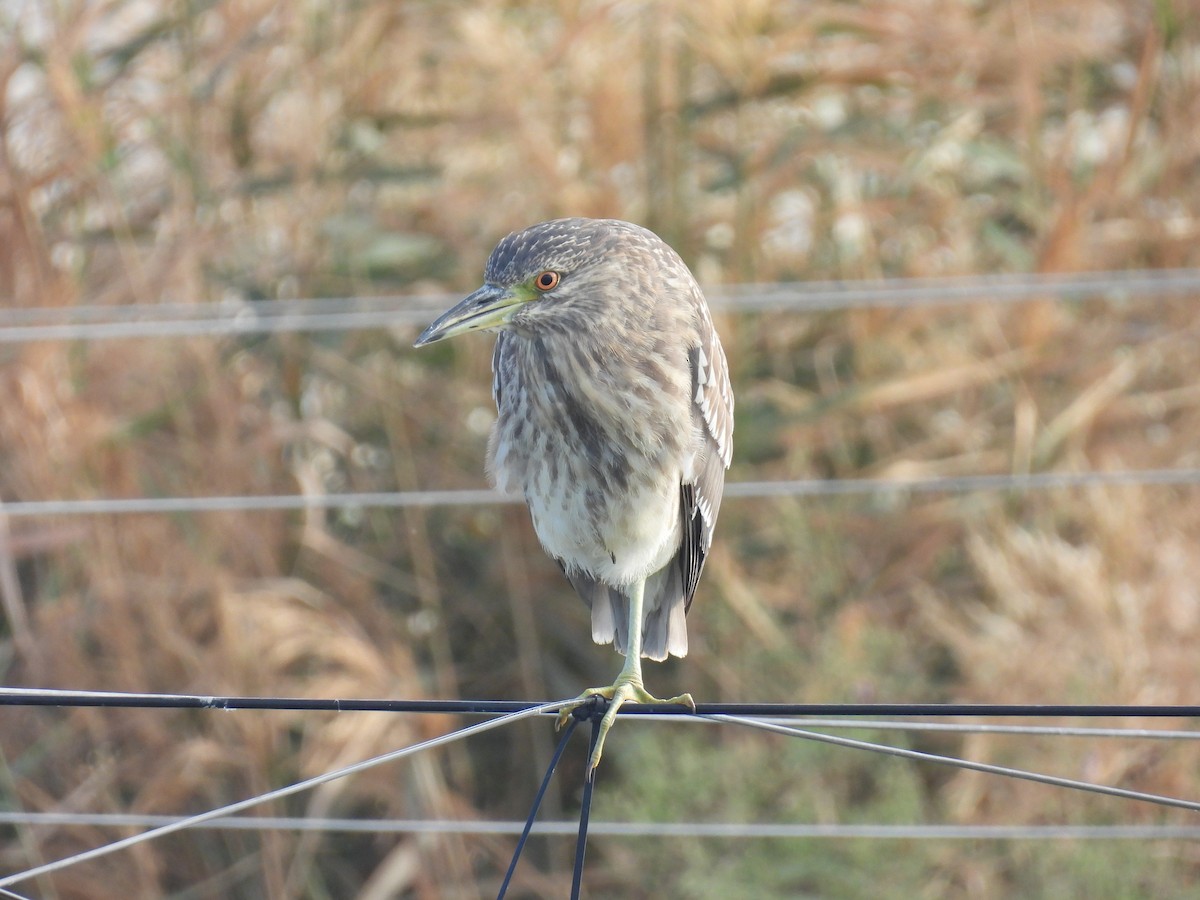 Black-crowned Night Heron - ML613170052