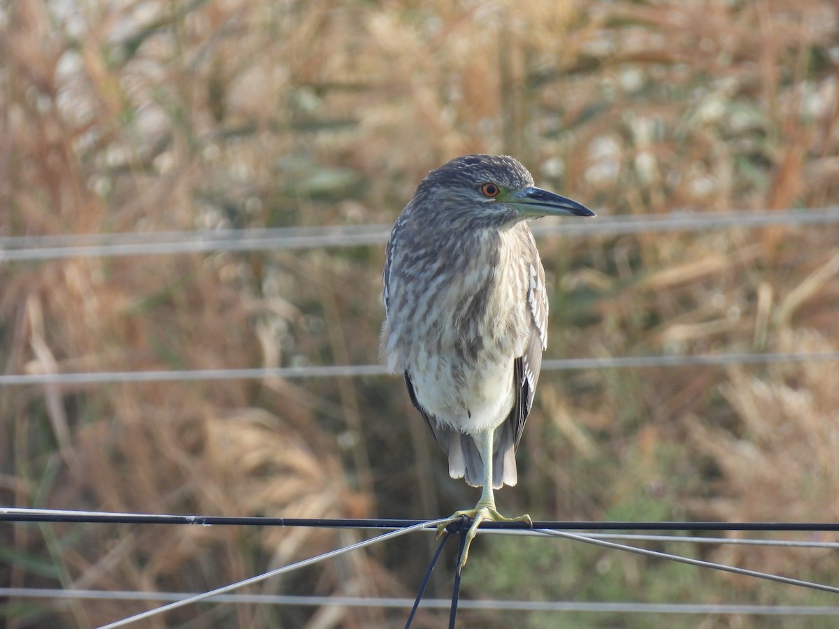 Black-crowned Night Heron - ML613170053