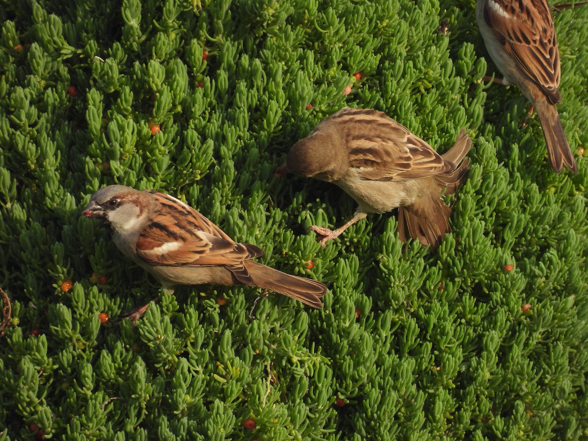 House Sparrow - ML613170059