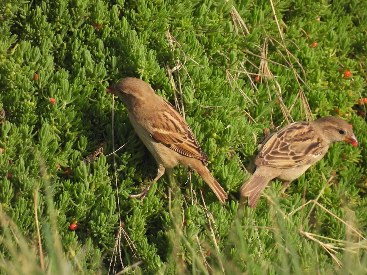 House Sparrow - ML613170060