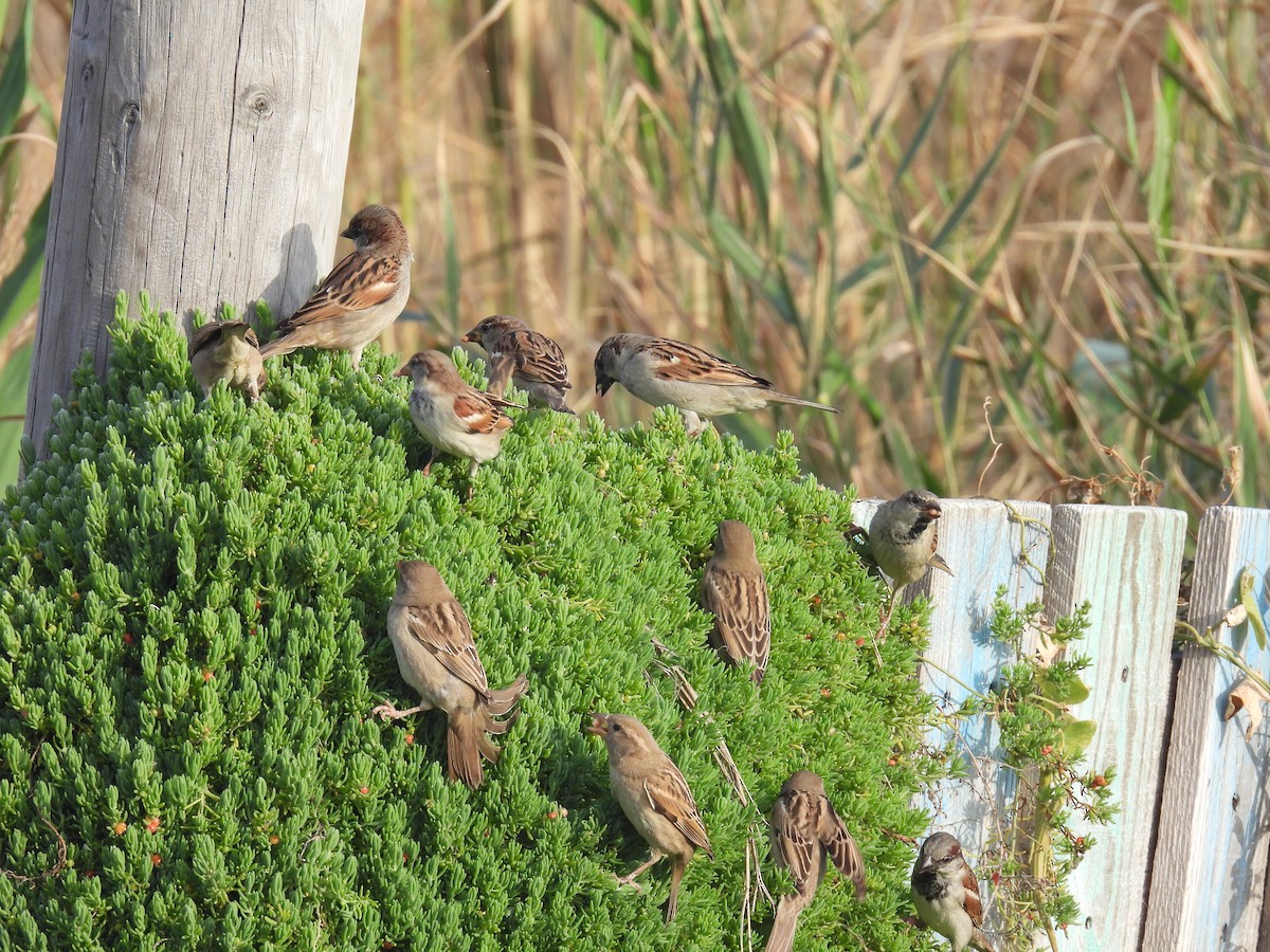 House Sparrow - ML613170061