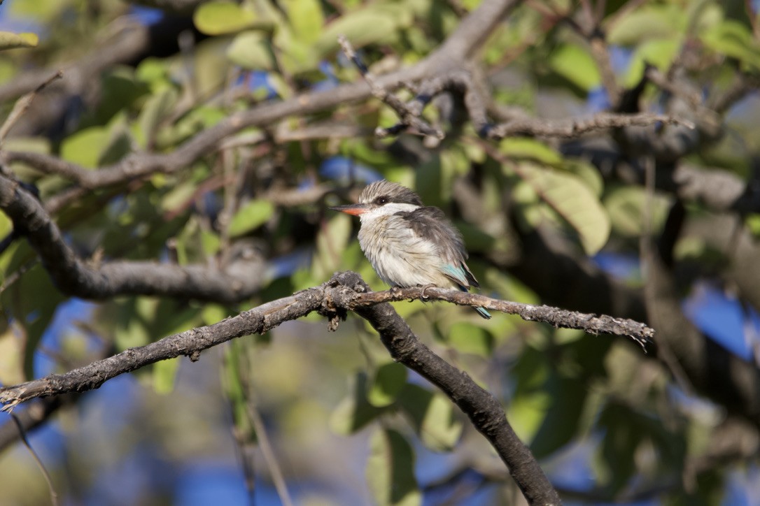 Striped Kingfisher - ML613170072