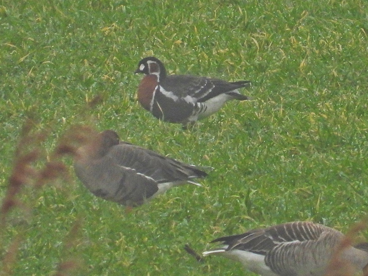 Red-breasted Goose - ML613170109