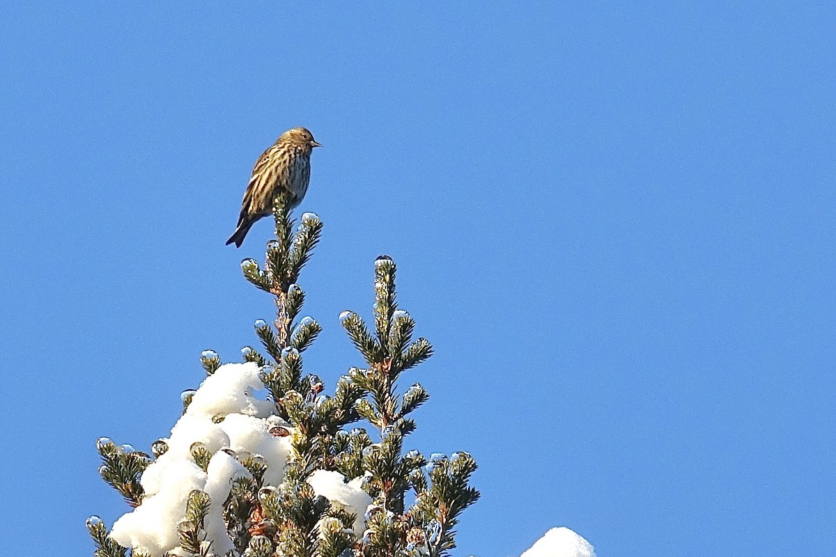 Pine Siskin - Yves Chalifour