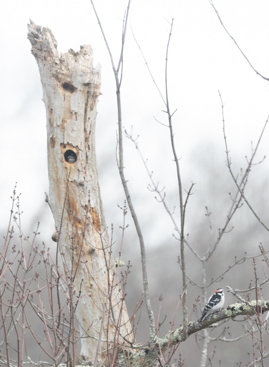 Downy Woodpecker (Eastern) - ML613170132