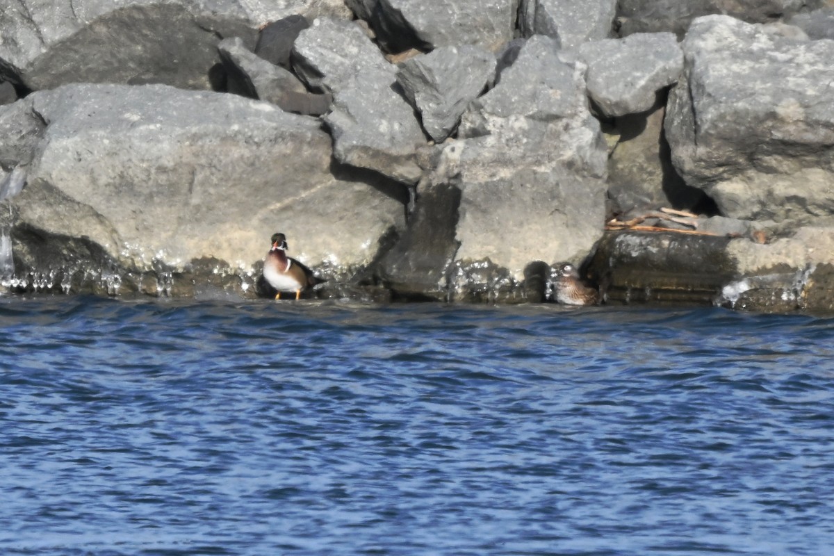 Wood Duck - ML613170136