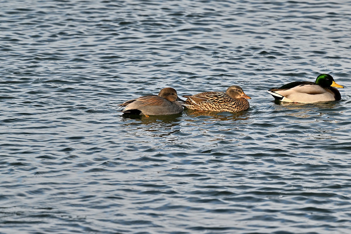 Gadwall - ML613170217