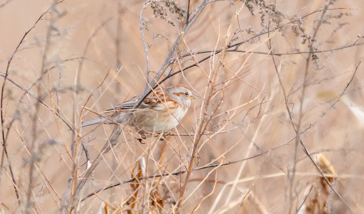 American Tree Sparrow - ML613170245