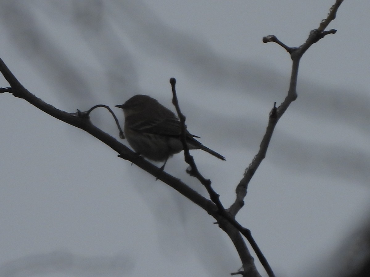 Yellow-rumped Warbler - ML613170266