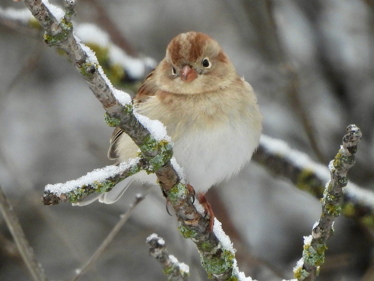 Field Sparrow - ML613170269