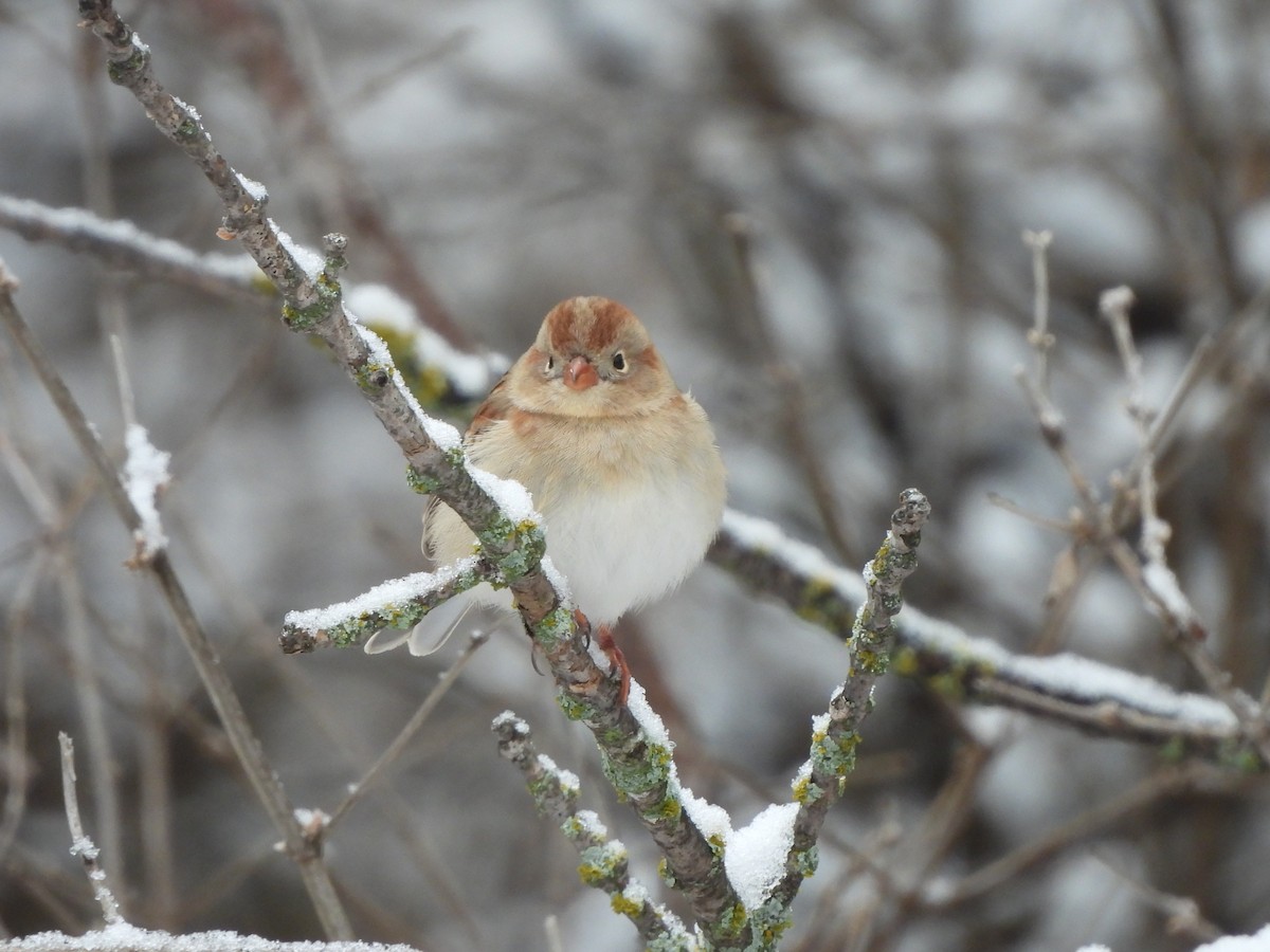 Field Sparrow - ML613170272