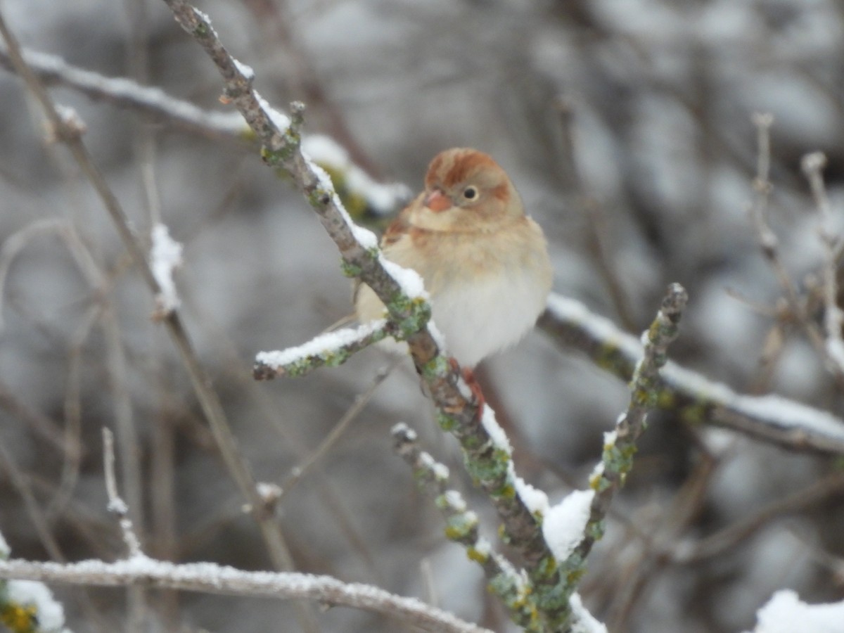 Field Sparrow - Jacob Tsikoyak