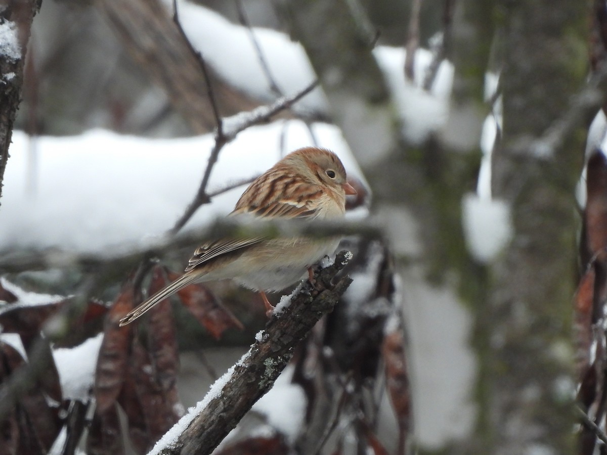 Field Sparrow - ML613170277