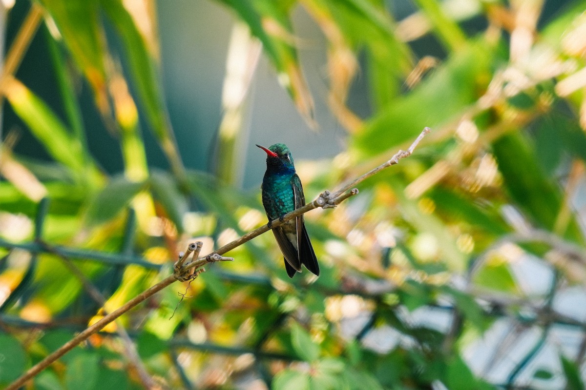 Broad-billed Hummingbird - ML613170279