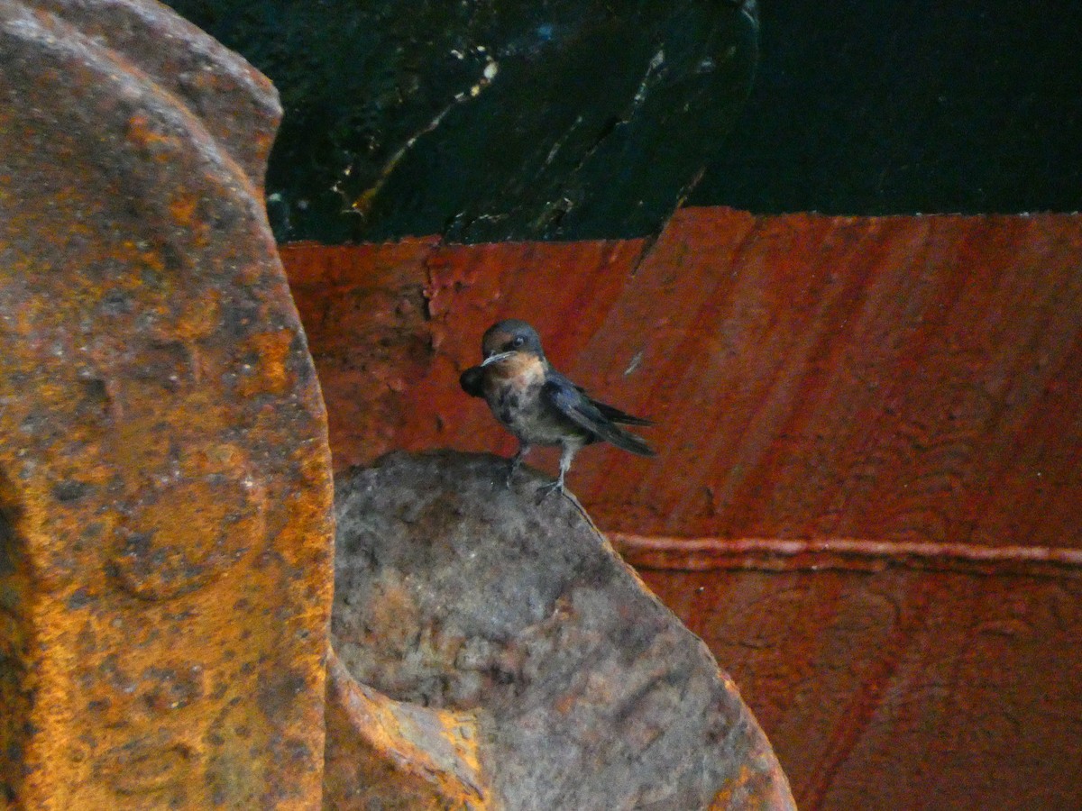 Pacific Swallow - ML613170300