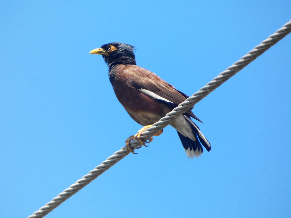 Common Myna - ML613170317