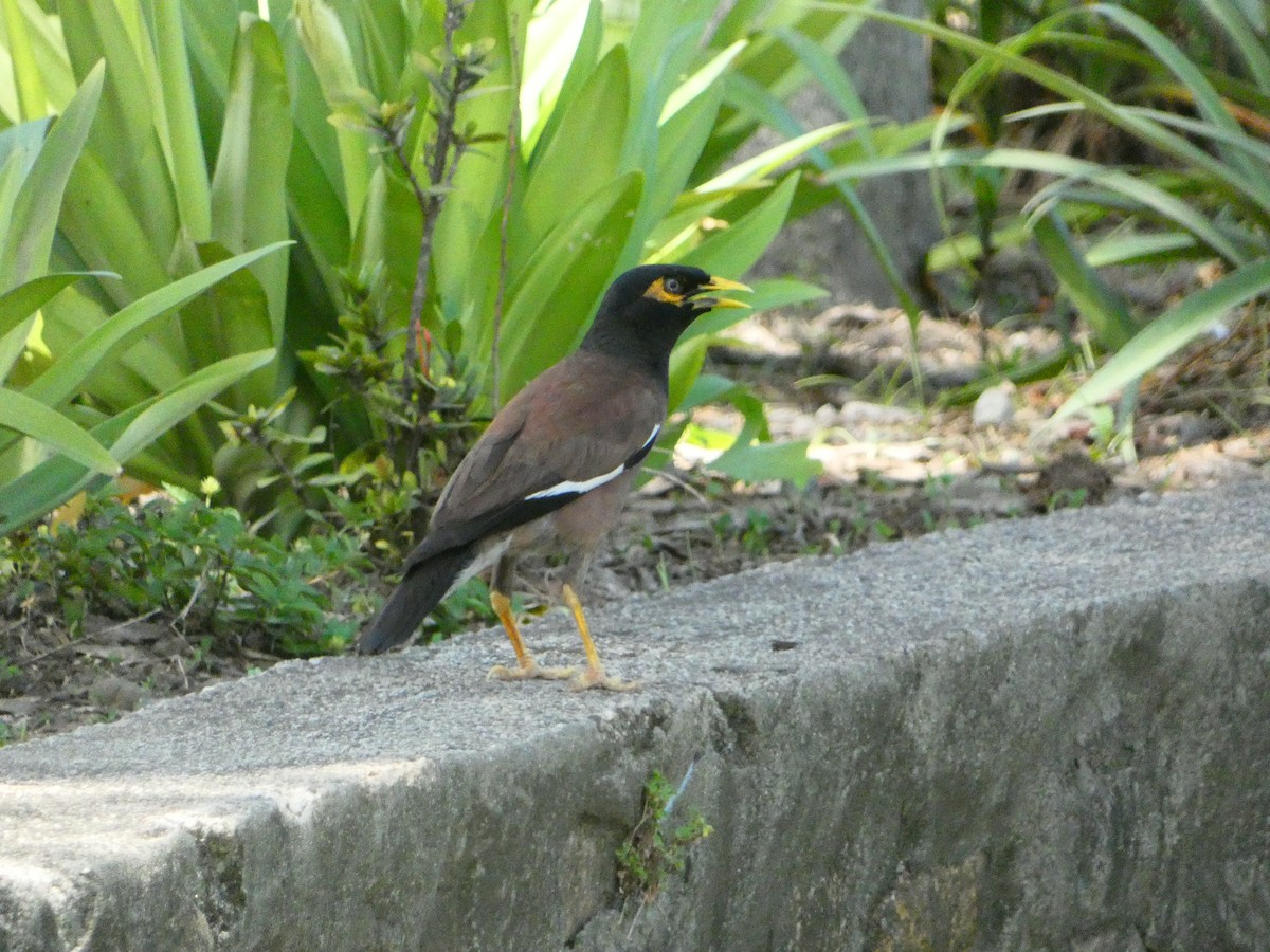 Common Myna - ML613170318