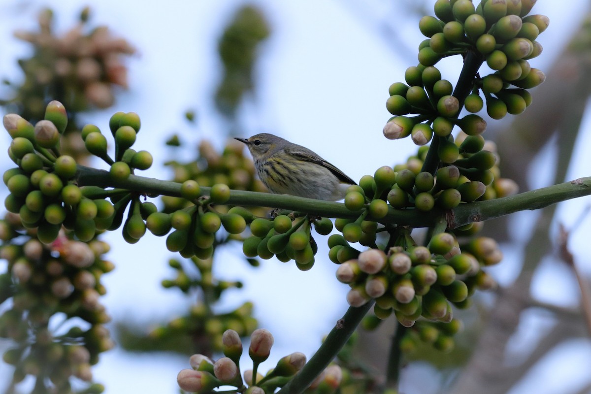 Cape May Warbler - ML613170420