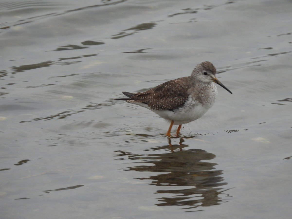 Lesser Yellowlegs - ML613170691